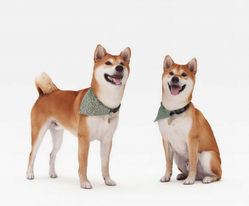 Modern Animal Dog-ID:764827978