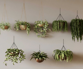 Modern Chlorophytum Comosum-ID:371175055