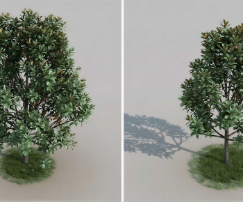 Modern Tree-ID:485779054