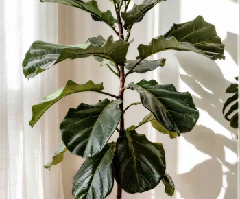 Modern Ground Green Plant Potted Plants-ID:470884085