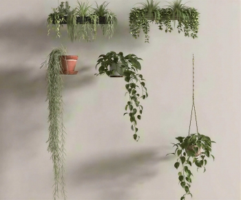 Modern Chlorophytum Comosum-ID:952752116