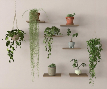 Modern Chlorophytum Comosum-ID:844317919