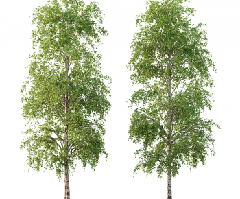 Modern Tree-ID:484072927