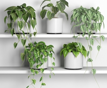 Modern Potted Green Plant-ID:566135889