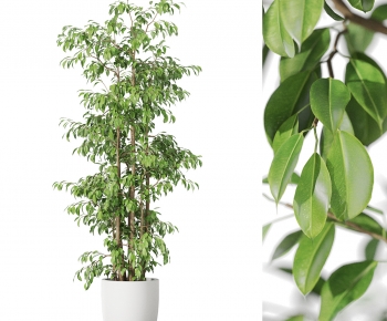 Modern Ground Green Plant Potted Plants-ID:145559075