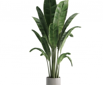 Modern Ground Green Plant Potted Plants-ID:995405913