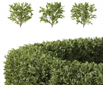 Modern Shrubbery-ID:689904936