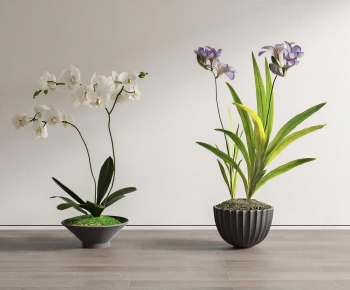 Modern Bonsai-ID:383255963