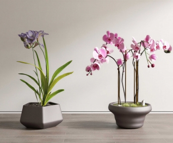 Modern Bonsai-ID:653748996