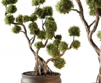 Modern Bonsai-ID:628290893