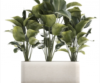 Modern Flower Bed, Flower Bowl, Flower Box-ID:595321899