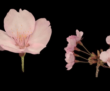 Modern Flowers And Grass-ID:417634017