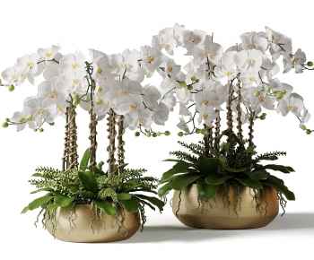 Modern Bonsai-ID:768312936