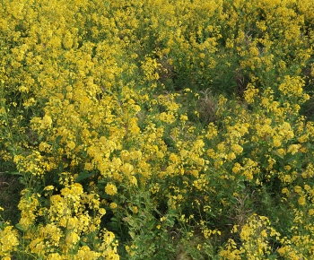 Modern Flowers And Grass-ID:292567975