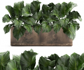 Modern Flower Bed, Flower Bowl, Flower Box-ID:272516015