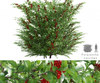 Modern Shrubbery-ID:605892903