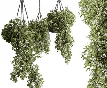 Modern Chlorophytum Comosum-ID:268929012