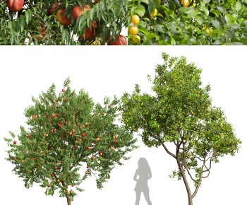 Modern Tree-ID:427223926