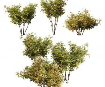 Modern Tree-ID:828067066