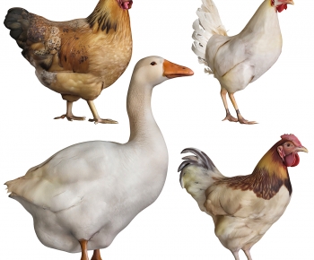 Modern Poultry Animal-ID:460874081