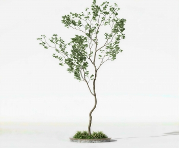 Modern Tree-ID:103732116