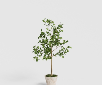 Modern Ground Green Plant Potted Plants-ID:884948023