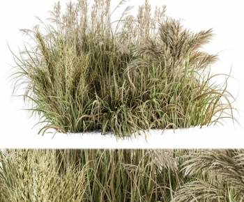 Modern The Grass-ID:292249924