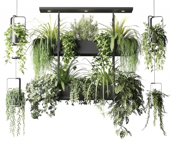 Modern Chlorophytum Comosum-ID:856616971