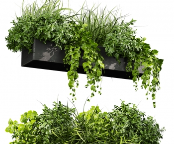 Modern Chlorophytum Comosum-ID:396130147