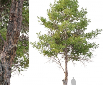 Modern Tree-ID:800983912