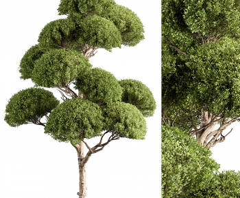 Modern Tree-ID:202390914