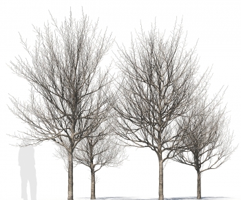 Modern Tree-ID:560937887