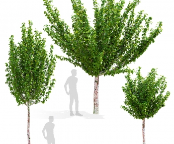 Modern Tree-ID:437099923