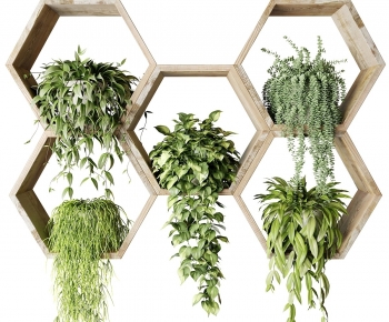 Modern Chlorophytum Comosum-ID:639786018