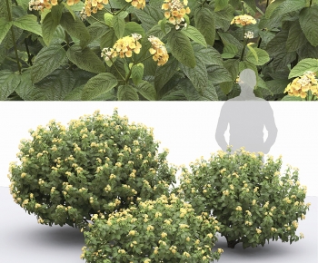 Modern Shrubbery-ID:662045963