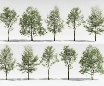 Modern Tree-ID:183201075