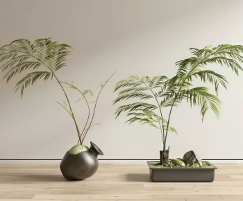 Modern Bonsai-ID:708513022