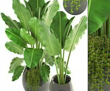 Modern Ground Green Plant Potted Plants-ID:777399537