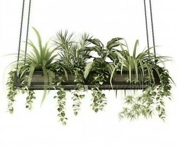 Modern Chlorophytum Comosum-ID:407835018