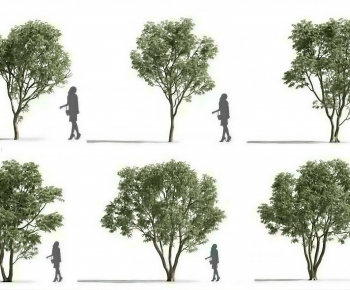 Modern Tree-ID:319778989