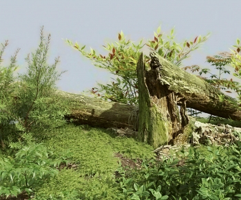 Modern Garden-ID:525113118