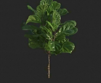 Modern Tree-ID:560950995