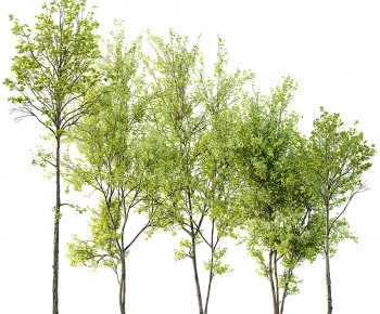 Modern Tree-ID:682574039