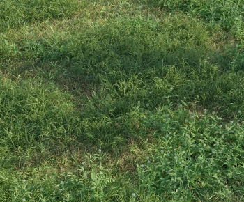 Modern The Grass-ID:984914067