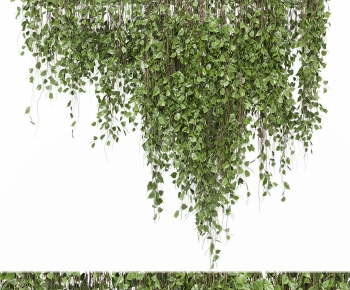 Modern Vine-ID:318207032