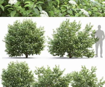 Modern Shrubbery-ID:805968055