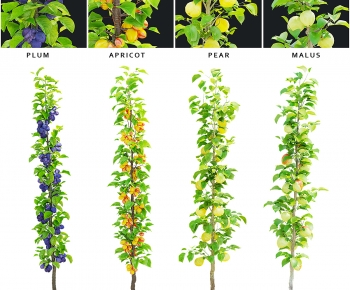 Modern Tree-ID:745275975