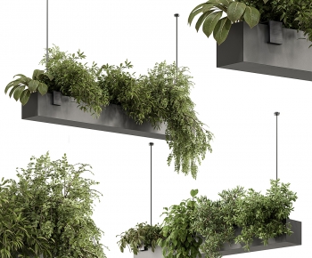 Modern Chlorophytum Comosum-ID:193968069