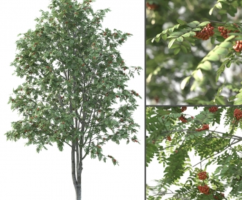 Modern Tree-ID:966620923