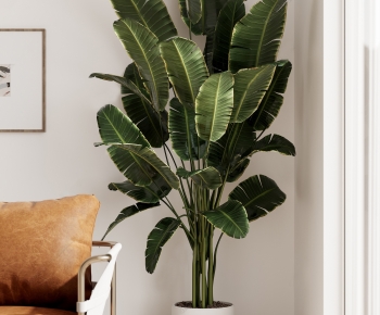 Modern Ground Green Plant Potted Plants-ID:808650023